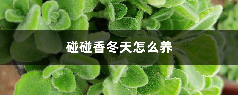 碰碰香冬天怎么养 碰碰香冬天怎么养